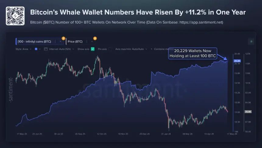 Bitcoin Rising Wallets