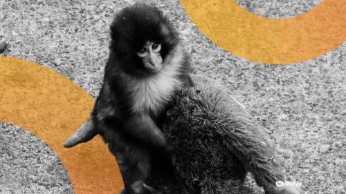 美国人因进入 Punch the Monkey's Zoo Home 推销 Meme Coin 在日本被捕 据《纽约时报》报道，两名美国男子因潜入日本动物园的围栏内扰乱了病毒性猕猴 Punch 而被捕，而这一切都是为了推广模因硬币。 该活动的视频和照片证据显示，据信是 24 岁的 Reid Jahnai Daysun 穿着宣传基于 Solana 的模因币 Just a Memecoin (MEMECOIN) 的服装，爬过围栏的围栏。据称，27岁的尼尔...  