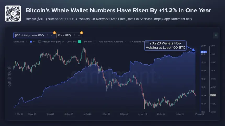 Bitcoin Whales
