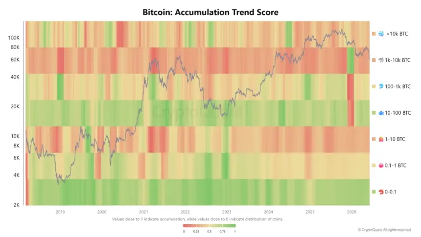 Bitcoin accumulation trend score chart from CryptoQuant