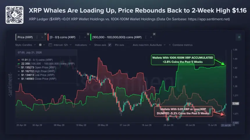XRP Whale Accumulation