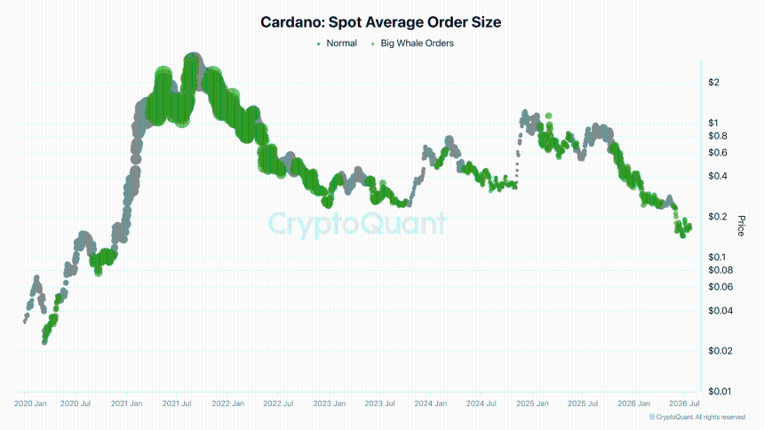 Cardano现货平均订单规模