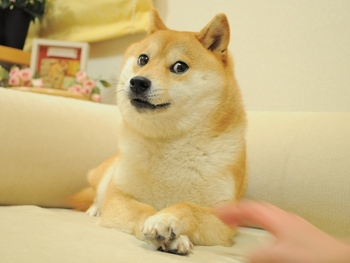 一文梳理马斯克与DOGE的爱恨情仇