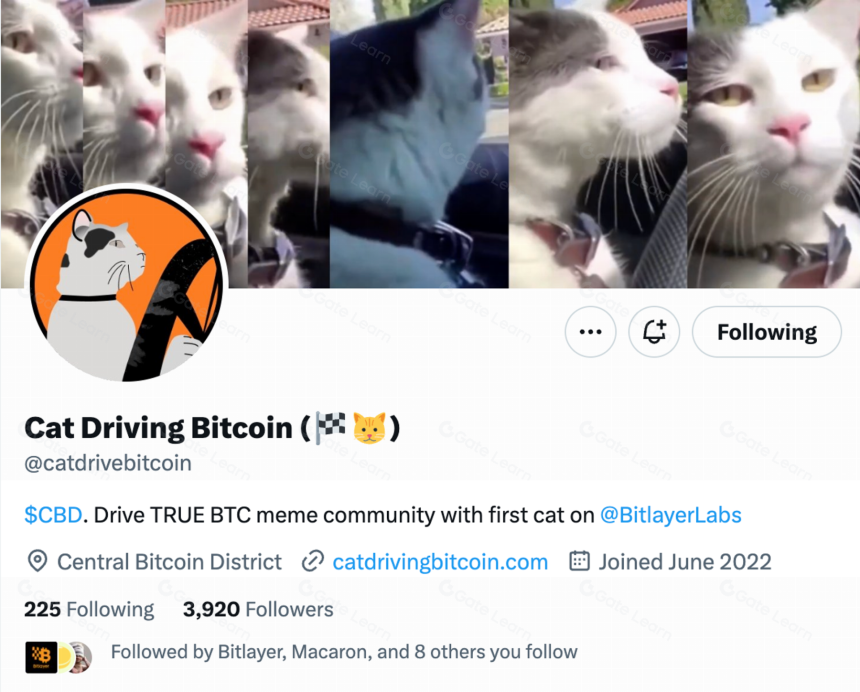 Bitlayer 生态项目盘点