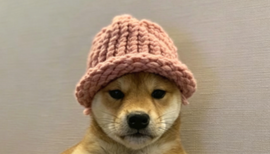 dogwifhat（WIF）是什么？